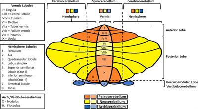 Frontiers | A Focus on the Cerebellum: From Embryogenesis to an